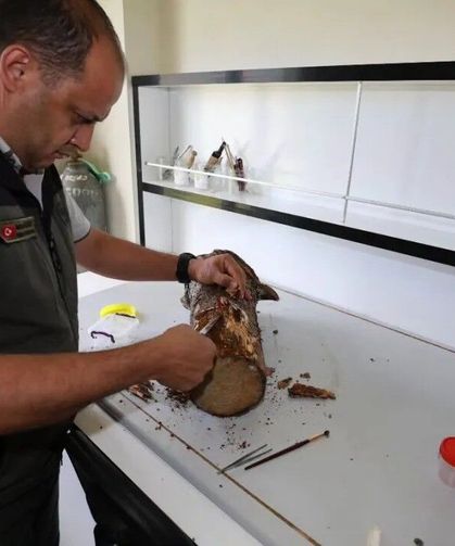 Sinop'ta biyolojik mücadele çalışmalarına yerinde inceleme