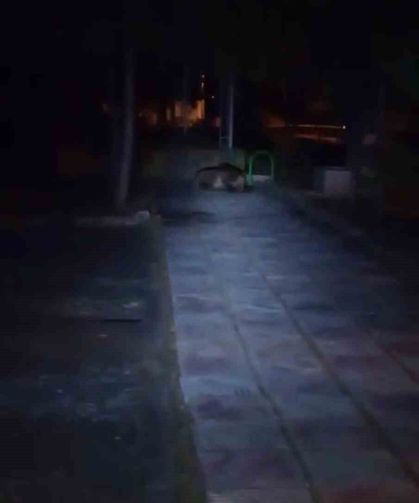 Çocuk parkına ayı girdi