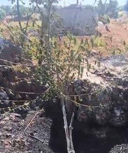 Onlarca meyve ağacı yandı