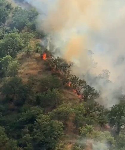 Orman yangınında 40 dönümlük alan zarar gördü
