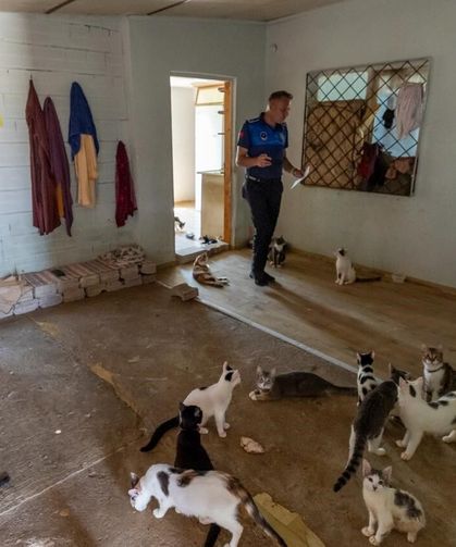 'Çöp ev' ihbarından 100 kedi çıktı
