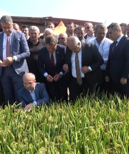 Türkiye'de ilk! Çeltik ağası seçildi