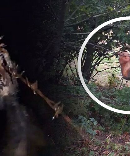 Ekipler, sincap için teyakkuza geçti