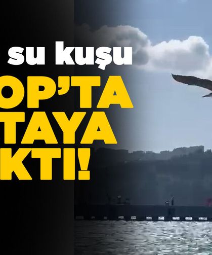 Sinop'ta ortaya çıktı, ilgi odağı oldu