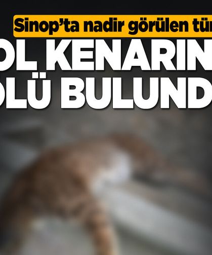 Nadir görülen tür yol kenarına ölü bulundu