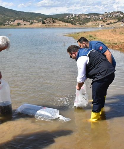 Baraj gölüne 50 bin sazan yavrusu bırakıldı
