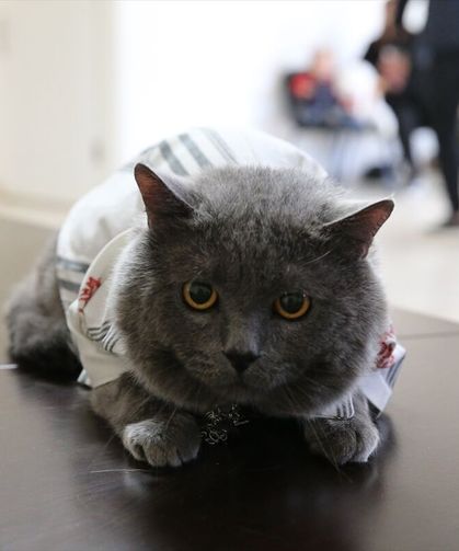 Kedi güzellik yarışması düzenlendi