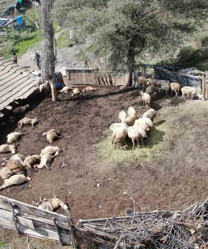 Ağıla giren kurtlar 18 koyunu telef etti