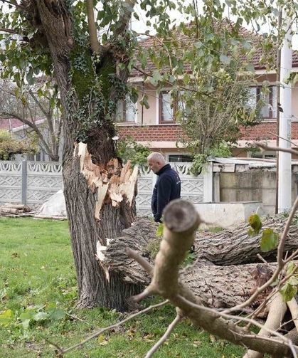 Fırtına birçok ağacı devirdi
