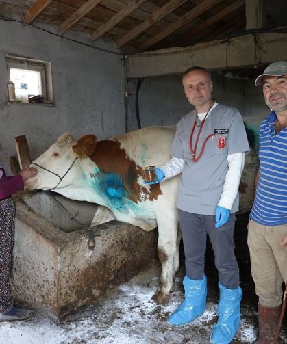 Yemek borusuna armut kaçan inek, ameliyatla kurtarıldı
