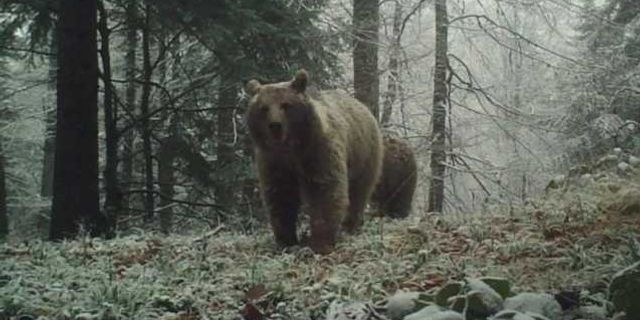 Havaların soğumasını bekleyen ayıları uyku tutmadı
