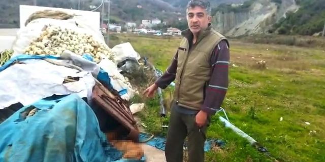 Sinop'ta demirleyen balıkçılar 6 köpeği ölü buldu