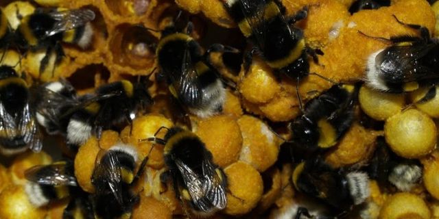 Ordu'da "seraların doğal işçisi" olarak bilinen bombus arısı üretildi