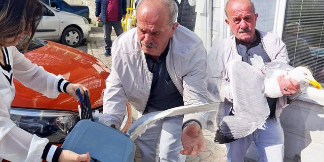 Sinop'ta yaralı bulunan martı tedavi altına alındı