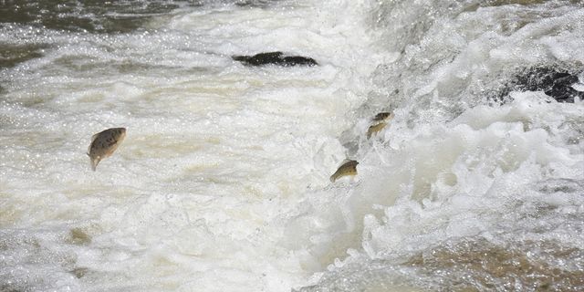 KARS - Tatlı su kefallerinin zorlu yolculuğu görüntülendi