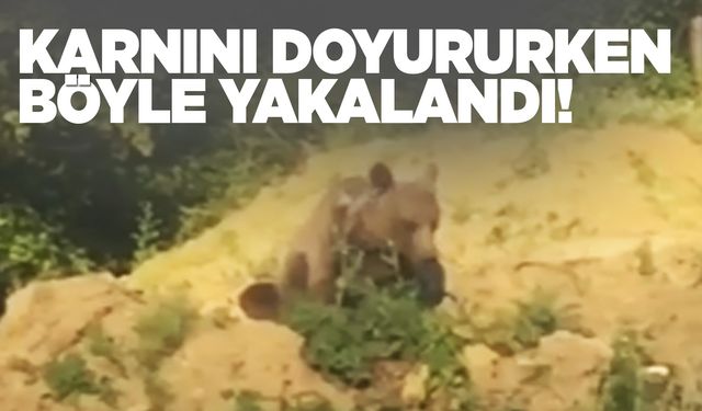 Karnını doyuran ayı böyle görüntülendi