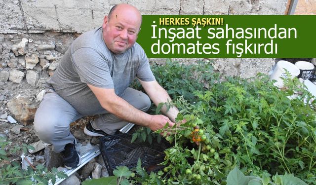 Sinop'ta inşaat sahasından domates fışkırdı