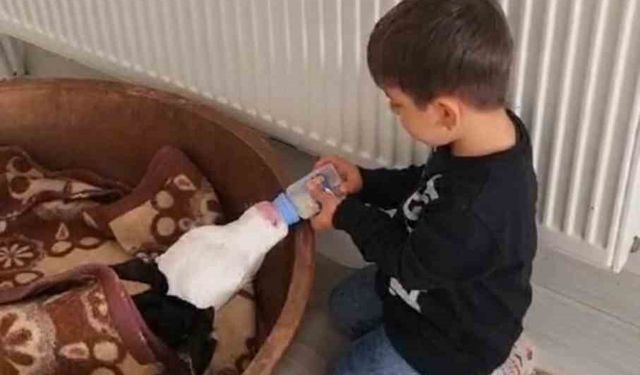 Buzağıyı biberonla besleyen çocuk yürekleri ısıttı
