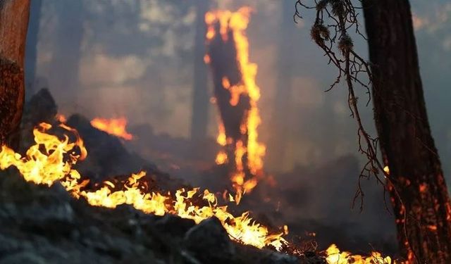 Gerze’nin Sarnıç köyünde orman yangını