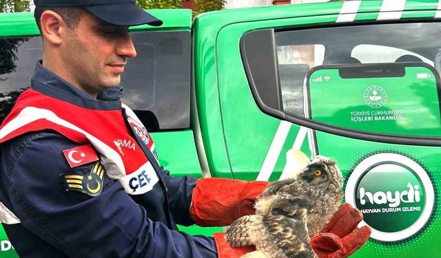 Ağrı’da yaralı halde bulunan baykuş tedavi altına alındı