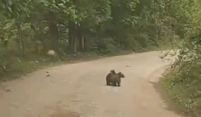 Annelerini kaybeden minik ayıların imdadına köylüler yetişti