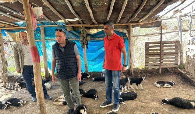 Başıboş köpek saldırısında 15 hayvanı telef olan çiftçiye hayırsever desteği