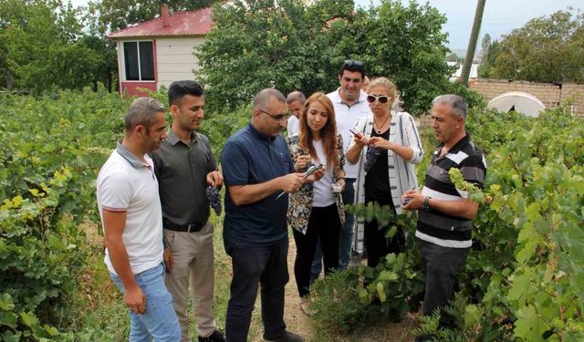 Başkan Süer: “Erciş üzümü kalitesini koruyor”