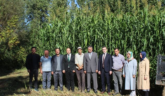 Tokat'ta "Sorgum sudan otu melezi" bitkisiyle hayvancılıkta yem maliyeti düşürülecek