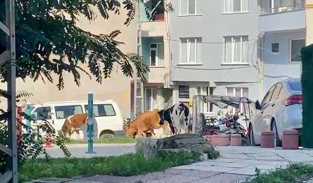 Sinop şehir merkezinde görenleri şaşırttı