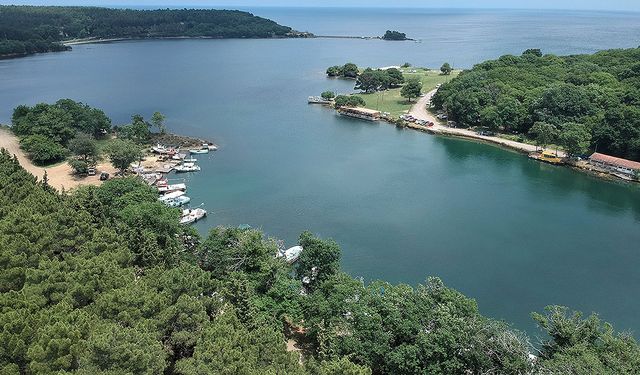 Sinop'un yüzde 64'ü orman! Köylerin en büyük geçım kaynağı