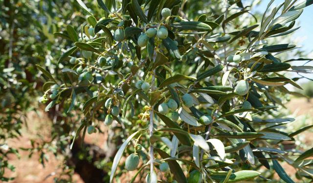 TEMA Vakfı’ndan "Dünya Zeytin Ağacı Günü" mesajı