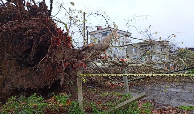 Şiddetli rüzgar 650 yıllık anıt ağacı devirdi