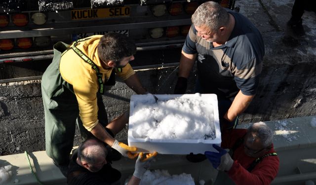 Sinop'ta bir gecede binlerce kasa palamut avlandı