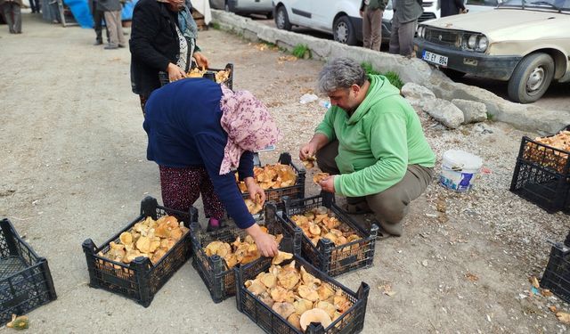 Sinop'ta toplanıyor, Türkiye'ye dağılıyor!