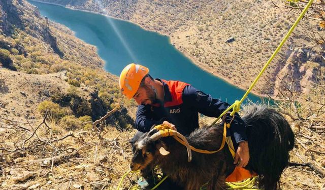 Diyarbakır’da kayalıklarda mahsur kalan 10 keçi 3 gün sonra kurtarıldı