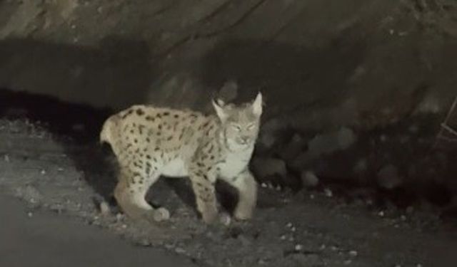 Erzincan’da nesli tükenme tehlikesi altında bulunan vaşak görüntülendi