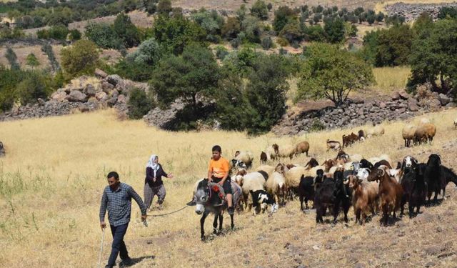 Şahinbey Belediyesi’nin destekleri ile hayvan yetiştiriciliği arttı