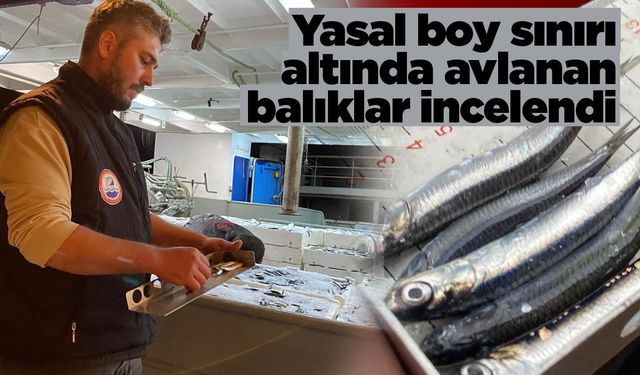 Sinop sahillerinde balık boyu denetimi