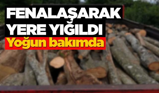 Sinop’ta ağaç taşıyan vatandaş fenalaştı