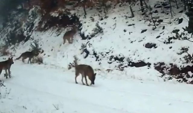 Ilgaz Dağı’ndaki yaban hayatı fotokapana yakalandı