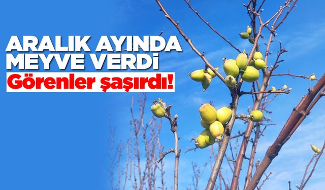 Sinop’ta elma ağaçları kış ortasında meyve verdi