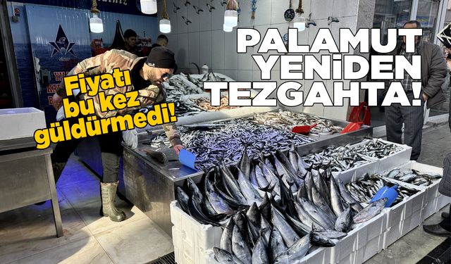 Sinop'ta palamut tezgahlara geri döndü