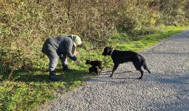 Sinop’ta ölüme terk edilen köpekler yardım bekliyor