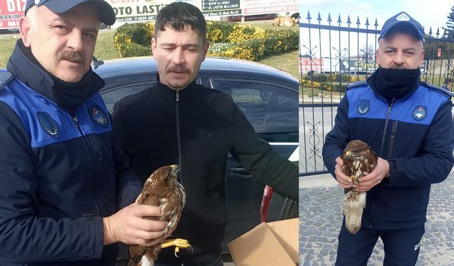 Zabıtanın dikkati doğanın hayatını kurtardı