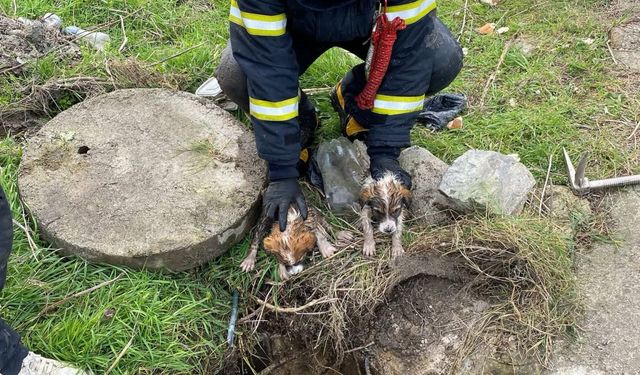 Menfeze düşen iki köpek yavrusunu itfaiye kurtardı