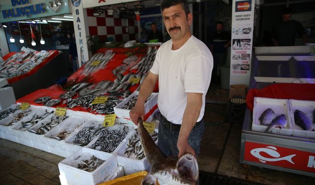 Ordu'da ağlara fener balığı takıldı