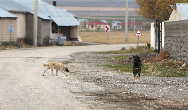 Türkeli’de sahipsiz köpekler için yeni karar