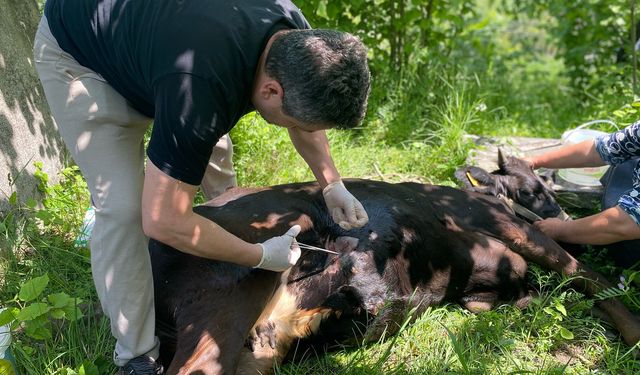 Sinop'ta demire sıkışan büyükbaş hayvan kurtarıldı