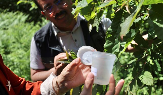Gal arısı ile mücadele için doğaya "düşman arı" salındı