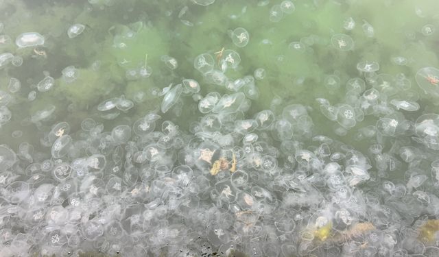 Sinop'ta denizanası varlığı artıyor